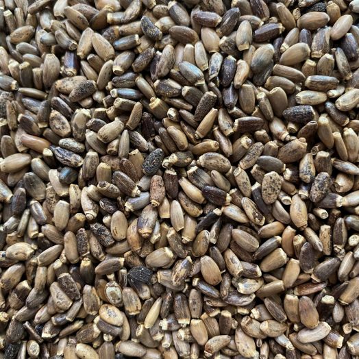 MILK THISTLE SEEDS - Silybum Marianum